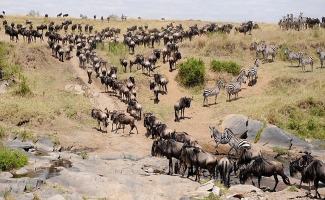 4 Days Maasai Mara Wildebeest Migration Budget Camping Safari