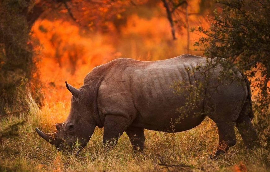 Volunteer in Big Mammals Conservation, Amboseli Ecosystem, Kenya – Starting 2 Wks