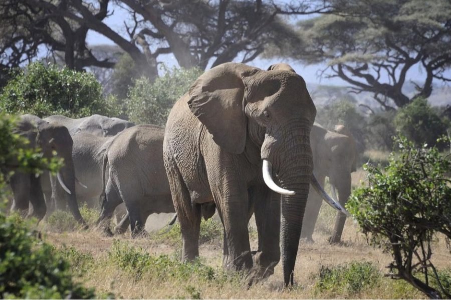 Volunteer in Big Mammals Conservation, Amboseli Ecosystem, Kenya – Starting 2 Wks
