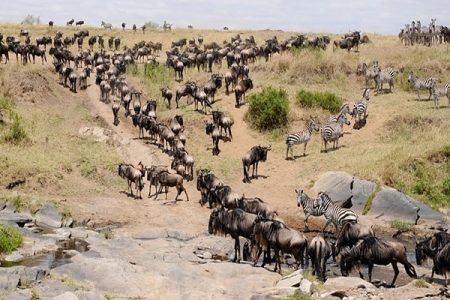 The Ultimate Guide to Visiting Masai Mara: Timing Your Perfect Safari Adventure