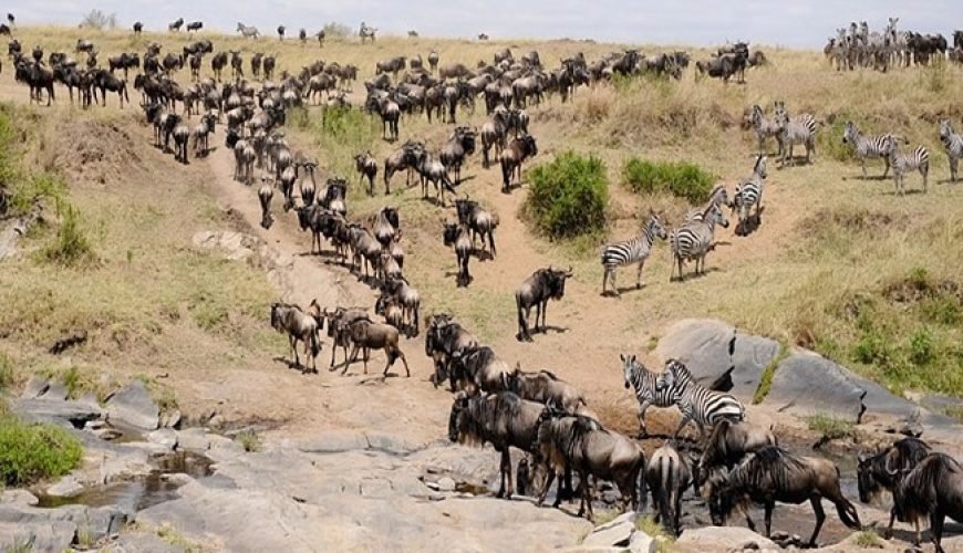 The Ultimate Guide to Visiting Masai Mara: Timing Your Perfect Safari Adventure