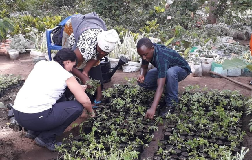Volunteer in Environment Conservation, Likoni,South Coast – Starting 1 Month
