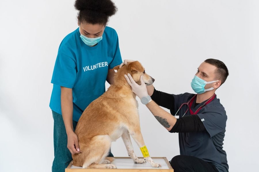 Volunteer as a Vet in Nairobi – Starting 1 Mnth
