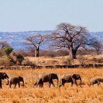 How to Make the best out of an African Safari