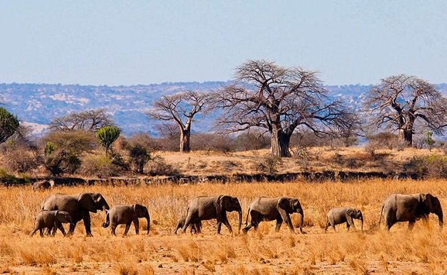 How to Make the best out of an African Safari