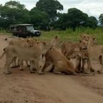 What to Pack for an African Safari