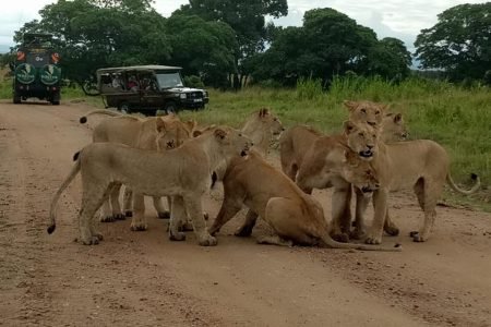 What to Pack for an African Safari