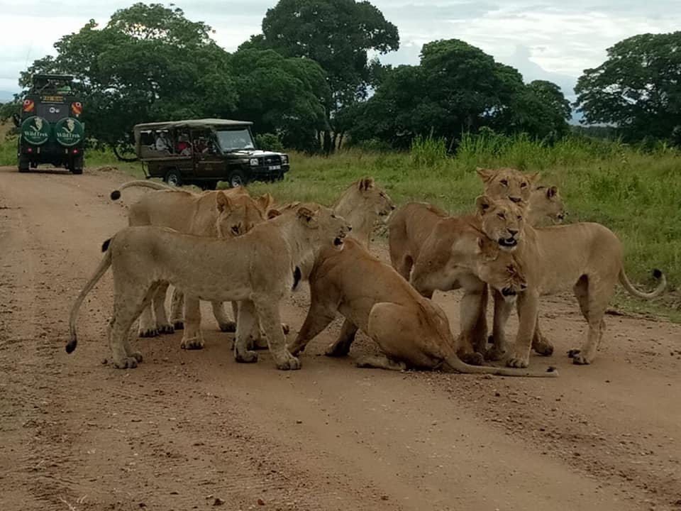 What to Pack for an African Safari