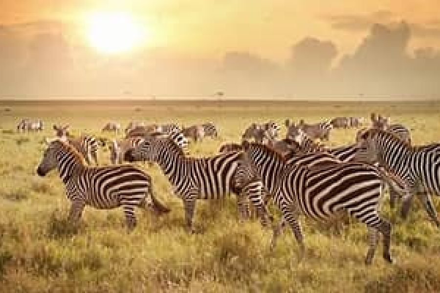 BEST OF KENYA SAFARI (7 DAYS / 6 NIGHTS)