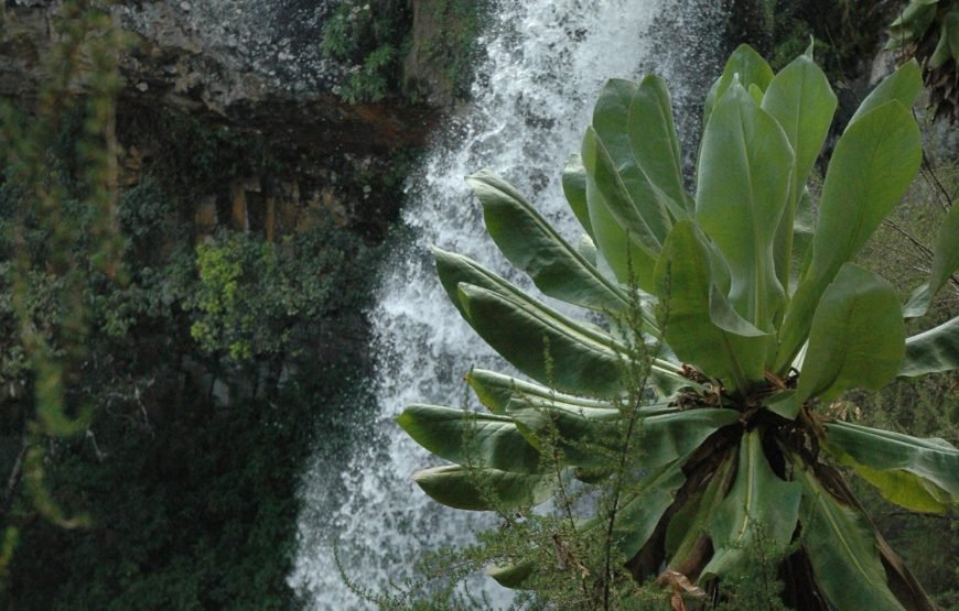 5 Days / 4 Nights Safari to Aberdare, Nakuru, and Amboseli from Nairobi