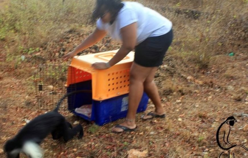 Volunteering in Colobus Monkeys Conservation, Diani – Starting 2 Weeks