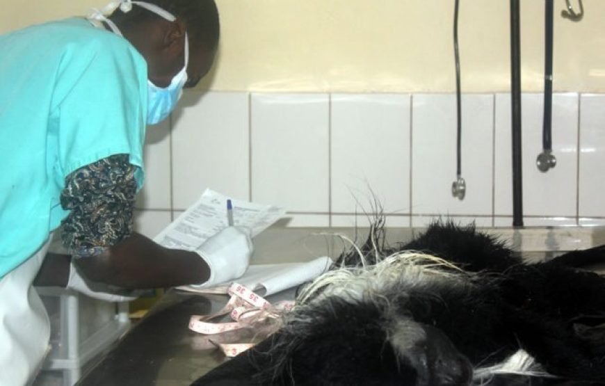 Volunteering in Colobus Monkeys Conservation, Diani – Starting 2 Weeks