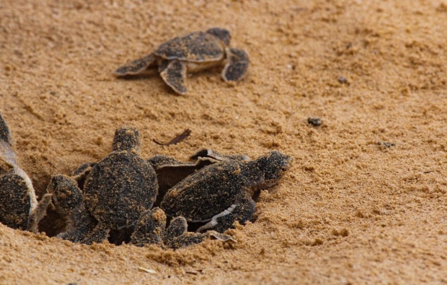 Volunteering in Turtle Conservation, Diani – Starting 1 Month