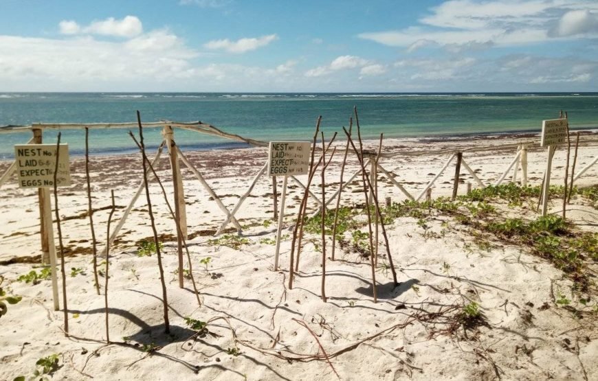 Volunteering in Turtle Conservation, Diani – Starting 2 Wks