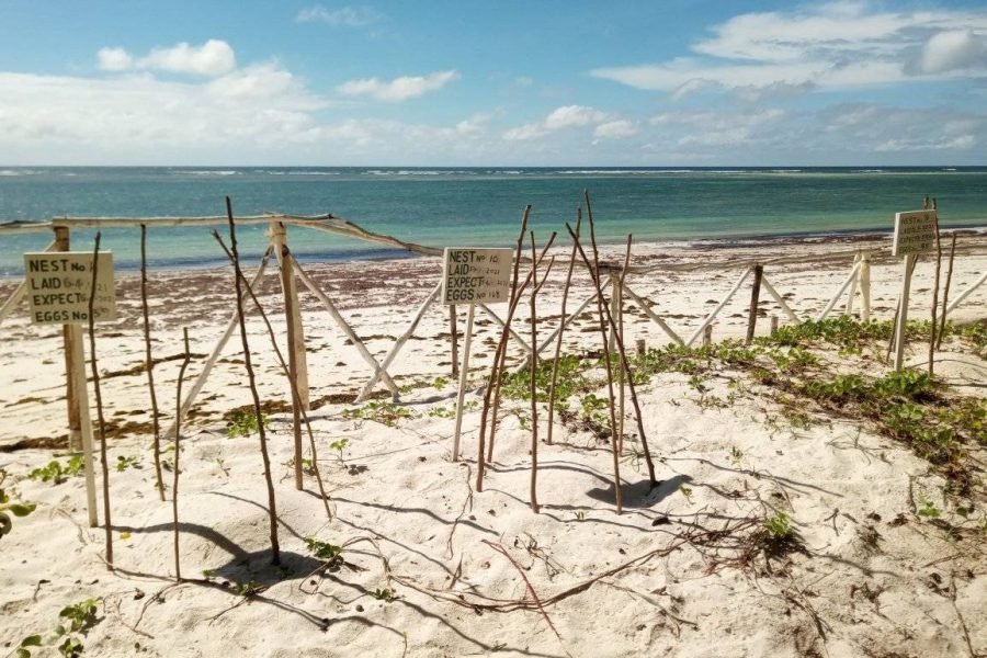 Volunteering in Turtle Conservation, Diani – Starting 2 Wks