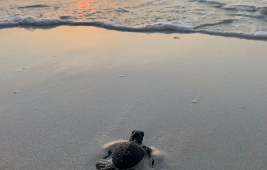 Volunteering in Turtle Conservation, Diani – Starting 2 Wks