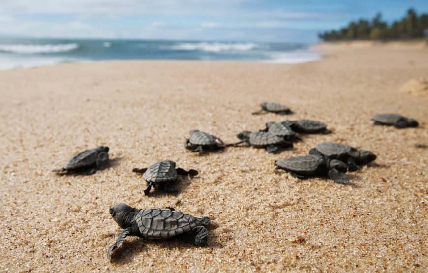 Volunteering in Turtle Conservation, Diani – Starting 2 Wks