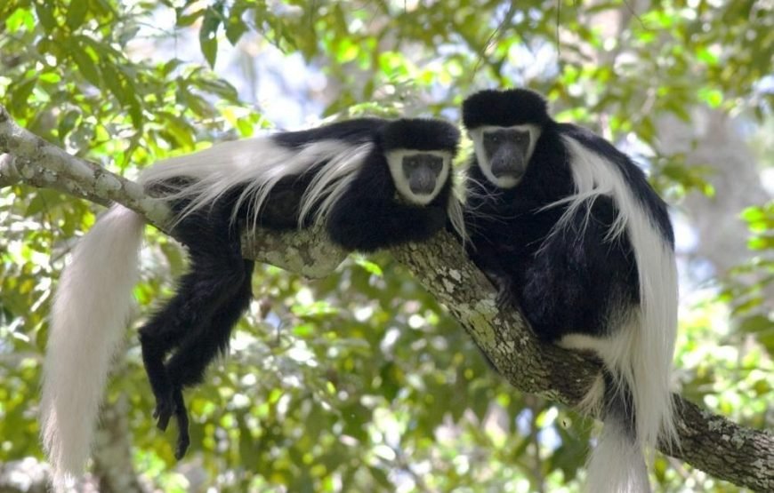 Volunteering in Colobus Monkeys Conservation, Diani – Starting 2 Weeks