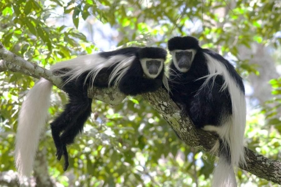 Volunteering in Colobus Monkeys Conservation, Diani – Starting 2 Weeks