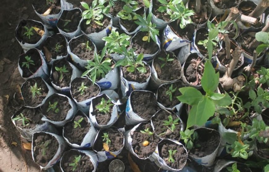 Volunteering in Colobus Monkeys Conservation, Diani – Starting 2 Weeks