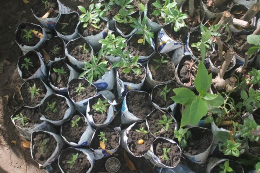 Volunteer in Environment Conservation, Likoni,South Coast – Starting 1 Month