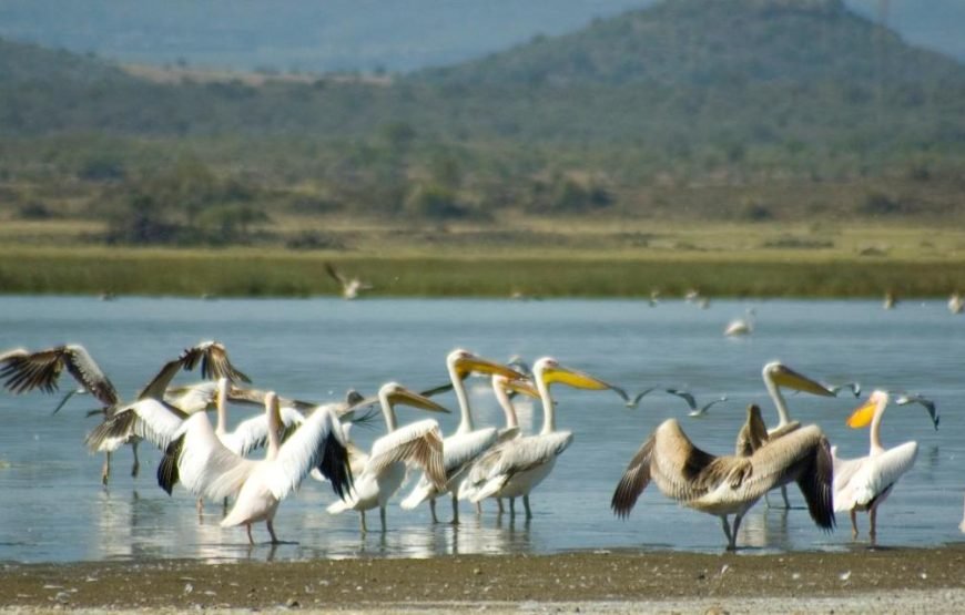 1 Night Safari to Lake Elementaita