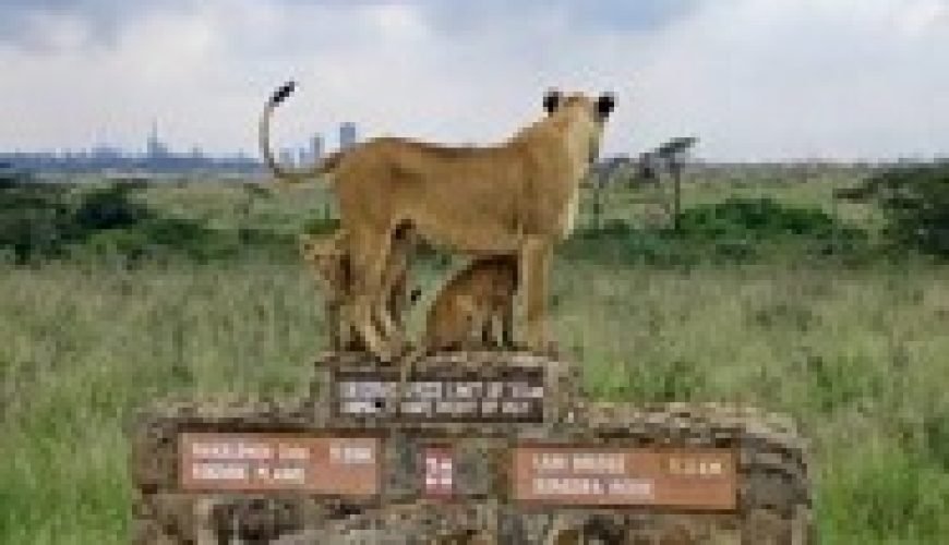 Wildebeest migration crossing Mara River during peak safari season in Kenya