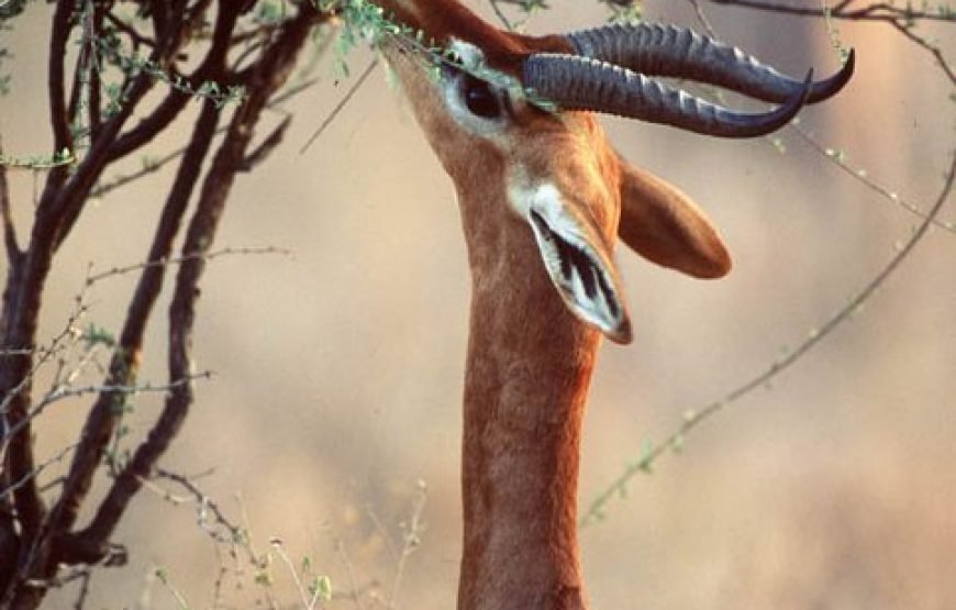 3 Days / 2 Nights Samburu Reserve Safari