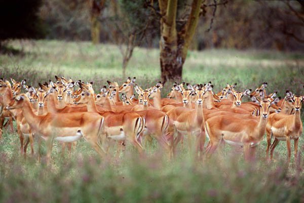 Day 3: Lake Nakuru to Nairobi