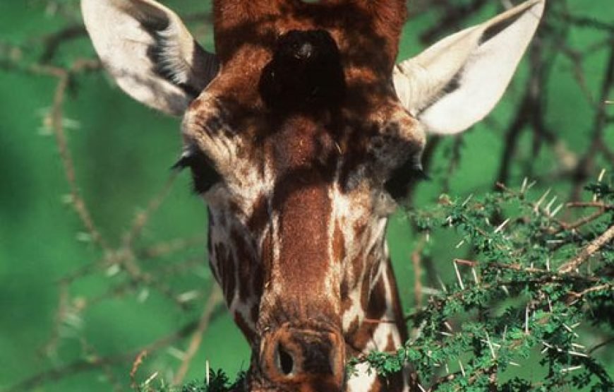 8 Days / 7 Nights Kenyan Family Safari Holiday