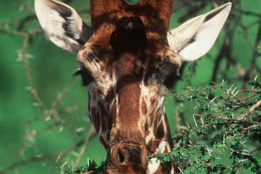 3 Days / 2 Nights Samburu Reserve Safari