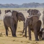 Elephants in a National Park in Kenya