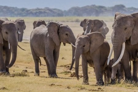 Elephants in a National Park in Kenya
