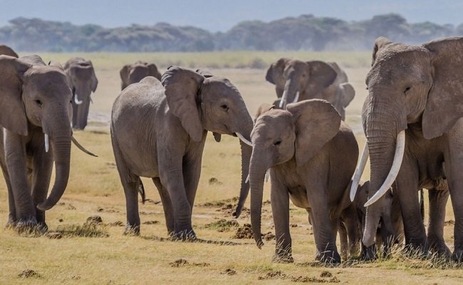 Elephants in a National Park in Kenya