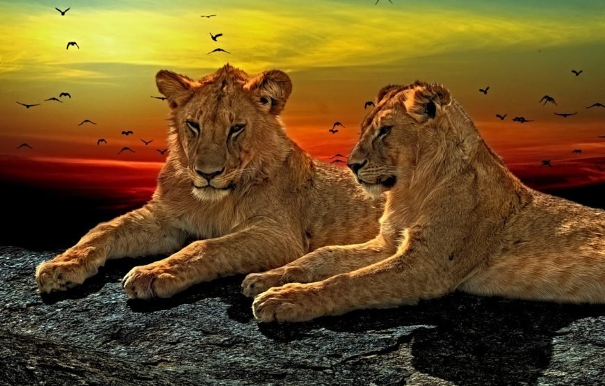 3 Days / 2 Nights Samburu Reserve Safari