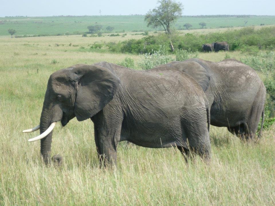 Day 10: Maasai Mara to Nairobi - Departure