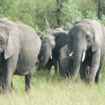Majestic African elephant roaming in Maasai Mara National Reserve, Kenya