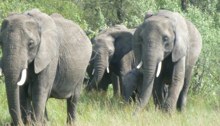 Majestic African elephant roaming in Maasai Mara National Reserve, Kenya