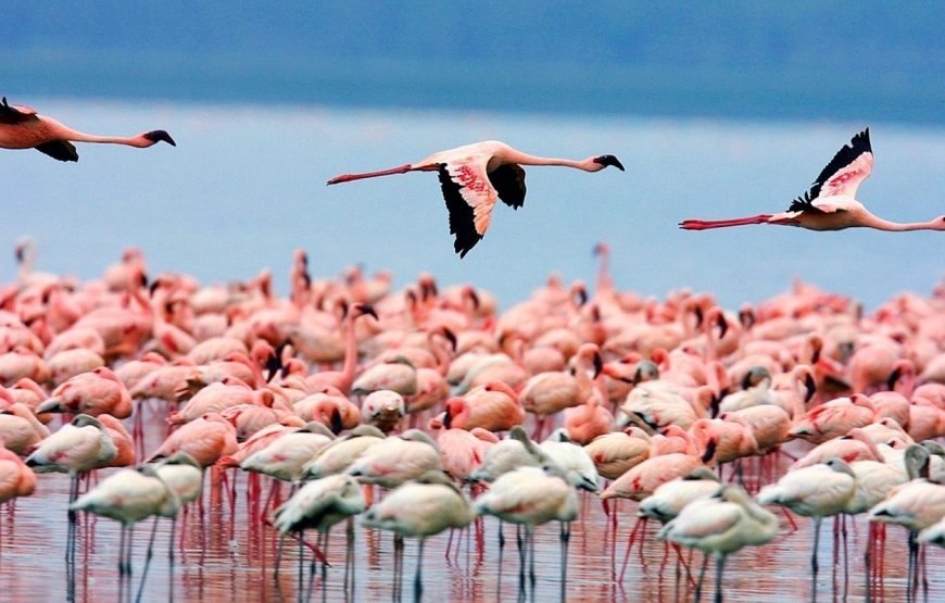 4 Days / 3 Nights Lake Nakuru & Maasai Mara Safari from Nairobi