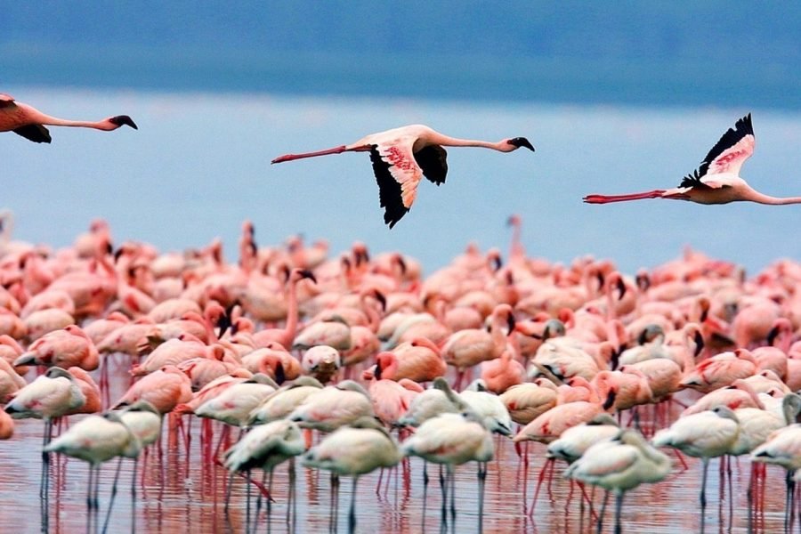 4 Days / 3 Nights Lake Nakuru & Maasai Mara Safari from Nairobi