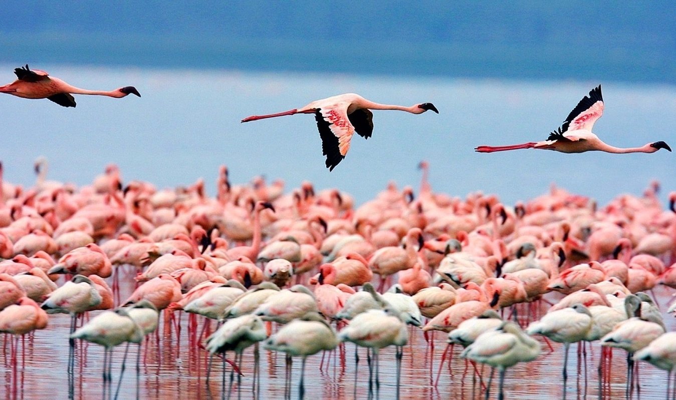 Day 1: Nairobi to Lake Nakuru National Park