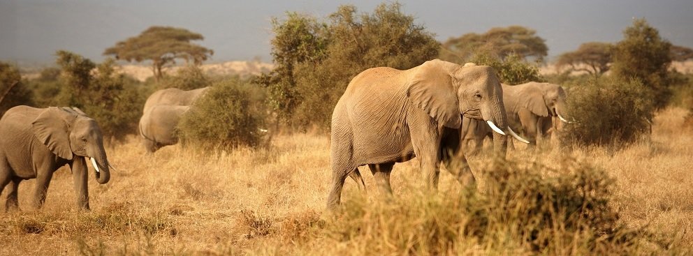 Kenya Safaris