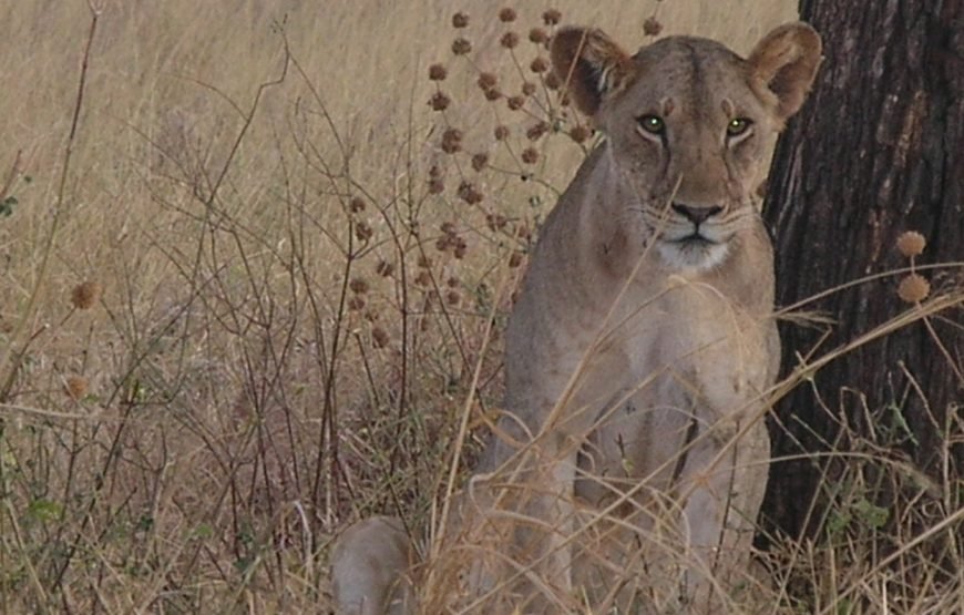 3 Days / 2 Nights Meru National Park Safari