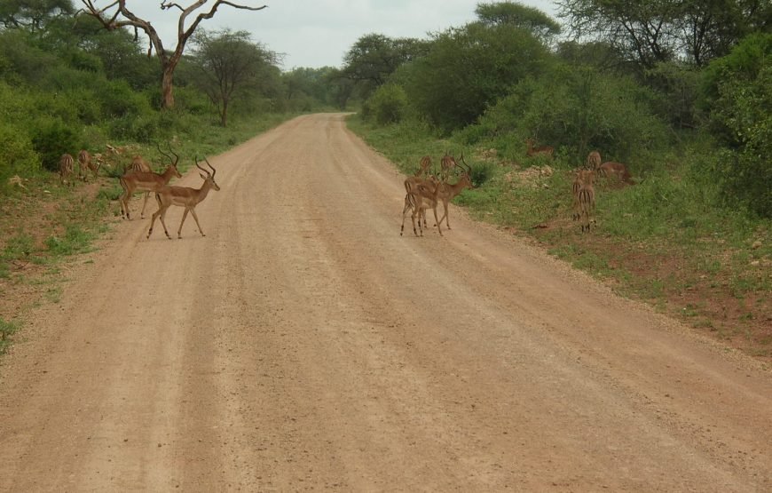 3 Days / 2 Nights Meru National Park Safari