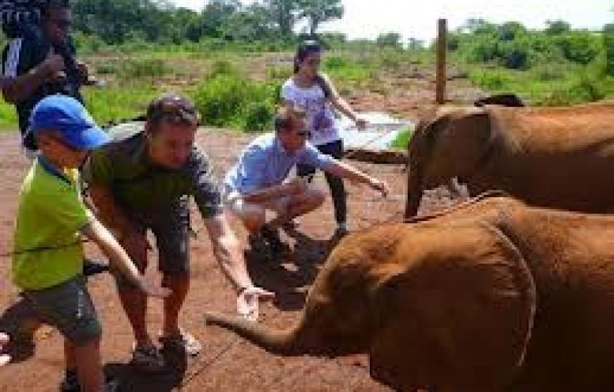 Giraffe Centre and Elephant Orphanage Tour – Half Day