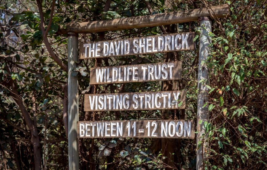 Nairobi National Park, Elephant Orphanage & Giraffe Centre Tour