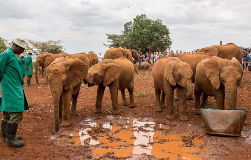 Nairobi National Park, Elephant Orphanage & Giraffe Centre Tour