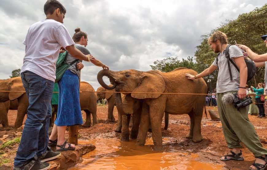 Nairobi National Park, Elephant Orphanage & Giraffe Centre Tour