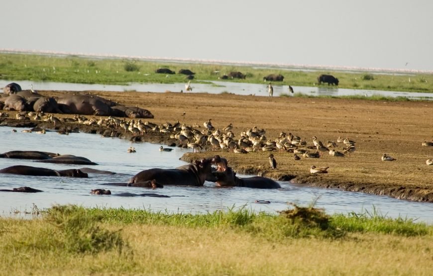 Lake Manyara National Park Day Trip