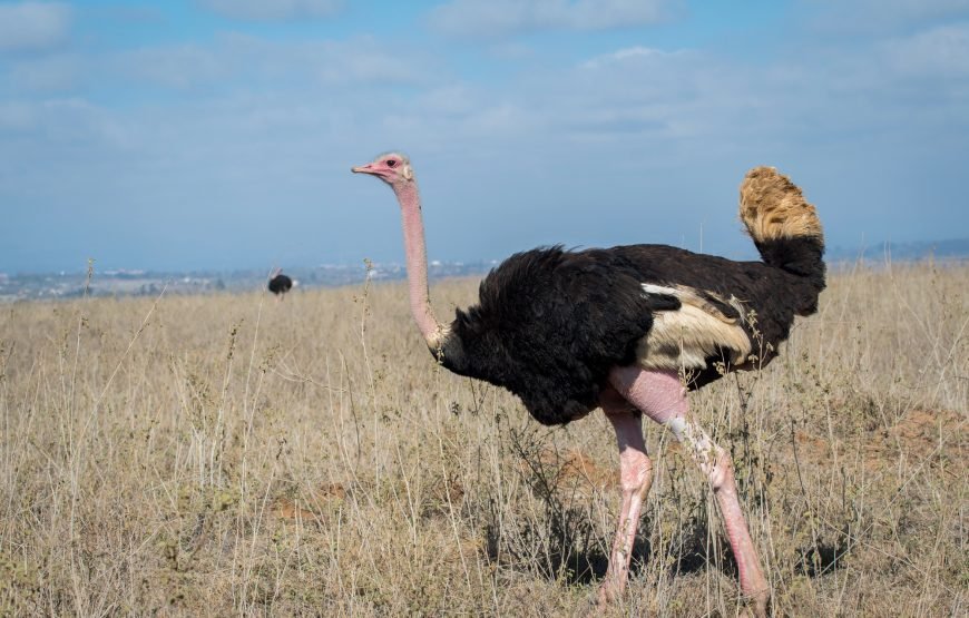 Nairobi National Park, Elephant Orphanage & Giraffe Centre Tour